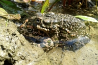 141741 Bufo viridis (Rospo smeraldino, accoppiamento)